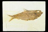 Detailed, Fossil Fish (Knightia) - Wyoming #143430-1